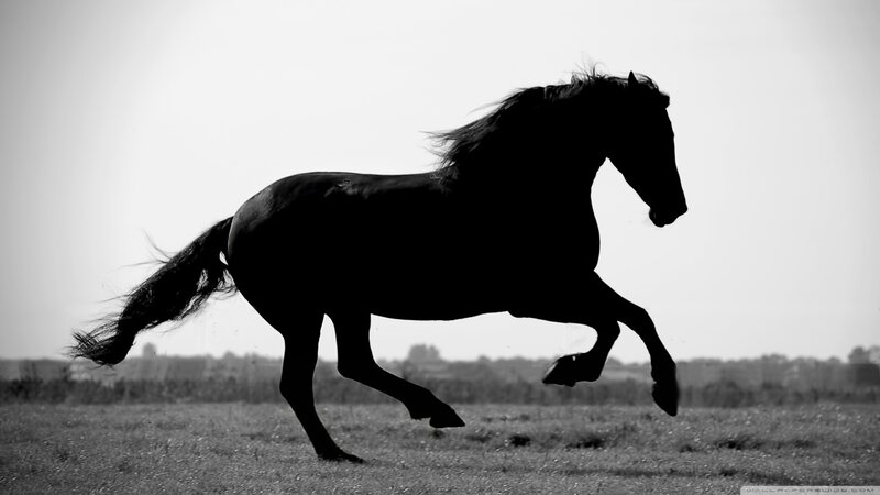 Black Horse Running — Dynamic, Photograph, Field, Sky