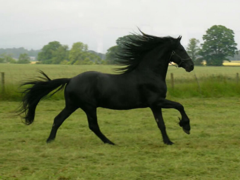 Black Horse Running — Dynamic, Photograph, Field