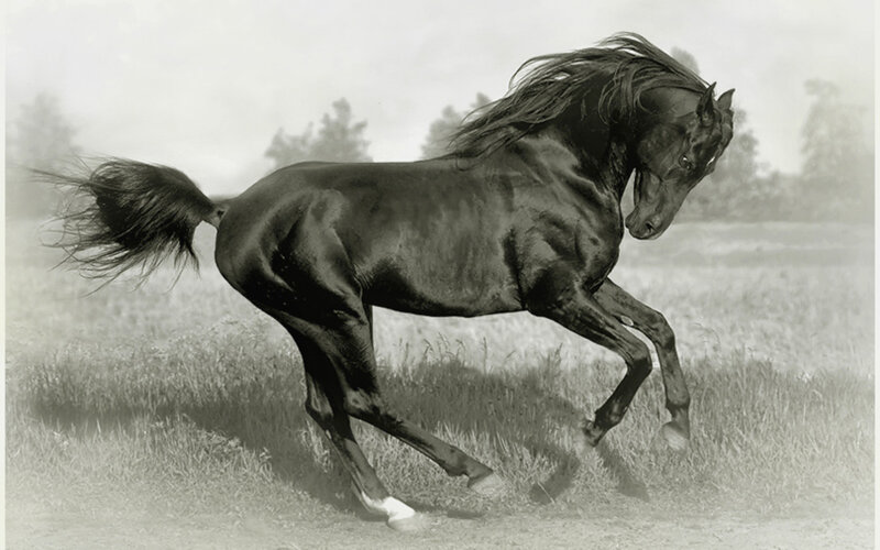 Black Horse Running — Dynamic, Photograph, Field, Trees