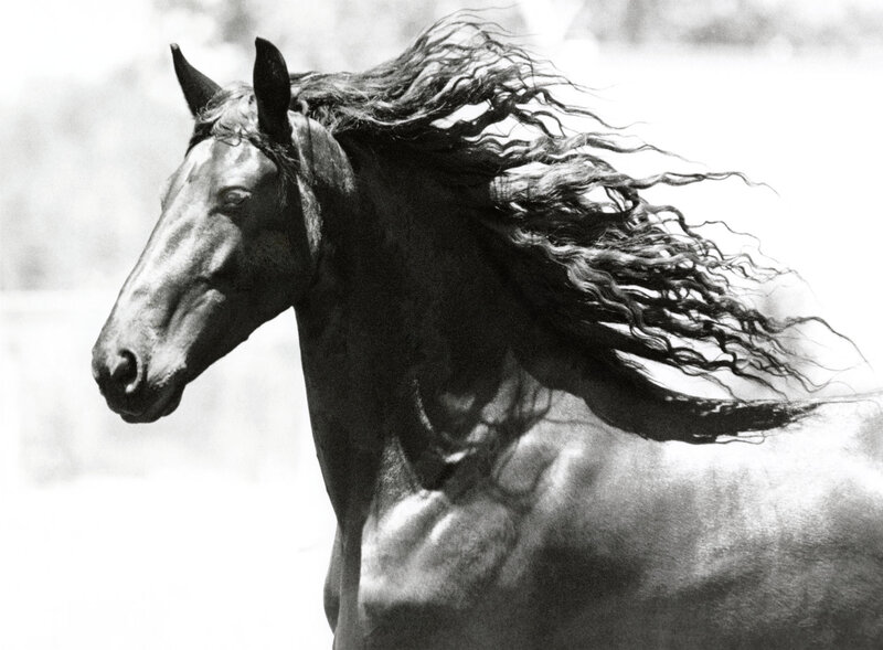 Black Horse Running — Dynamic, Photograph, Mane, Head, White