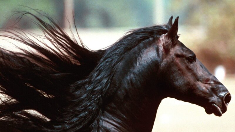 Black Horse Running — Dynamic, Photograph, Mane