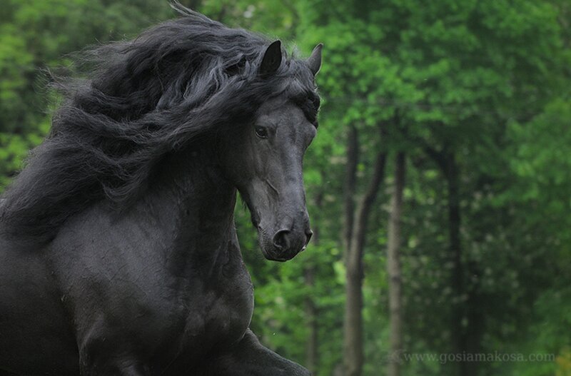 Black Horse Running — Dynamic, Photograph, Trees