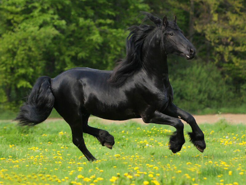 Black Horse Running — Dynamic, Spring, Photograph