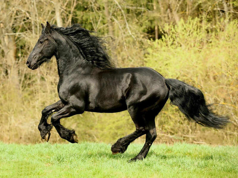 Black Horse Running — Dynamic, Spring