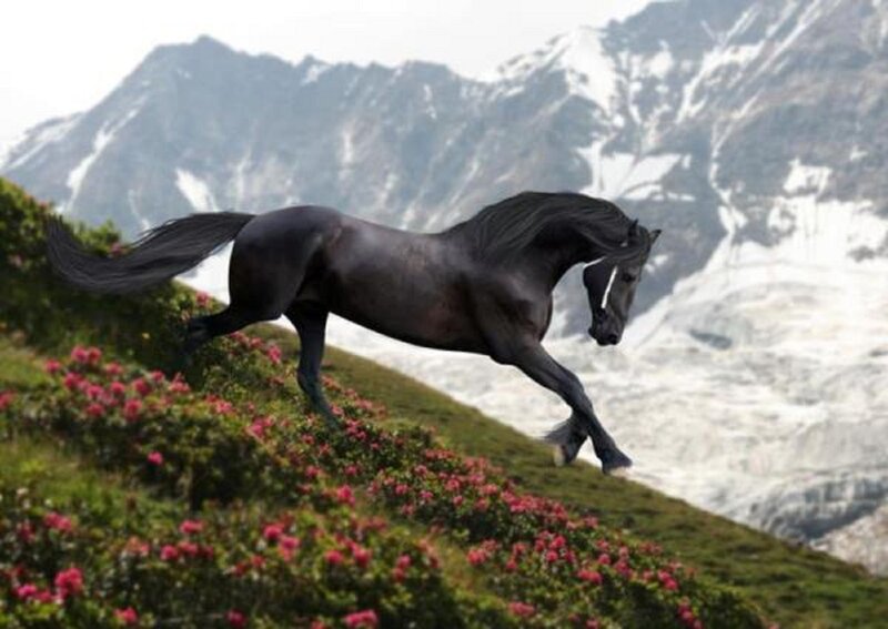 Black Horse Running — Dynamic, Summer