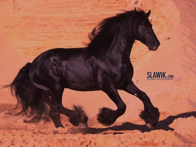 Black Horse Running — Dynamic, Sunset, Photograph