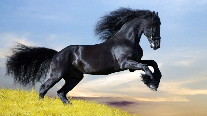 Black Horse Running — Dynamic, Sunset