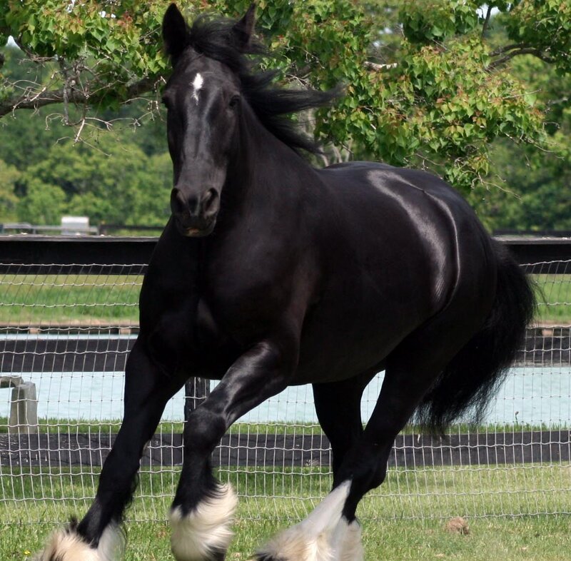 Black Horse Running — Dynamic