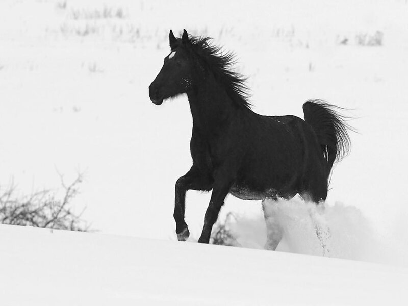 Black Horse Running — Dynamic, Winter, Photograph, Snow, Branches