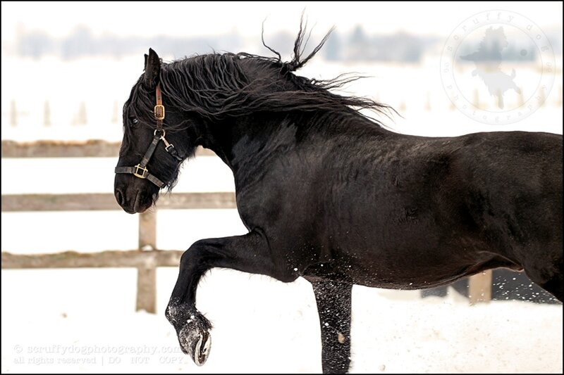 Black Horse Running — Dynamic, Winter, Photograph, Snow, Fence, Fluffy Mane