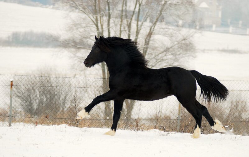 Black Horse Running — Dynamic, Winter, Photograph, Snow, Fence, Trees