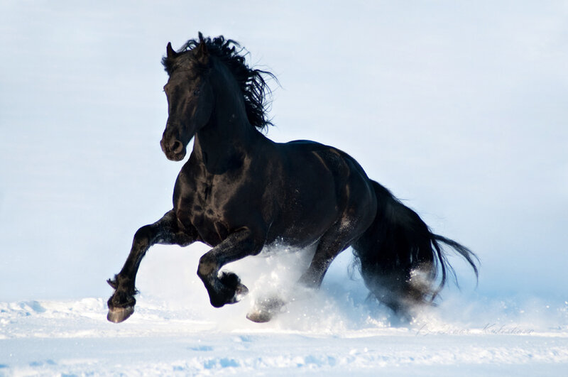 Black Horse Running — Dynamic, Winter, Photograph, Snow, Sky