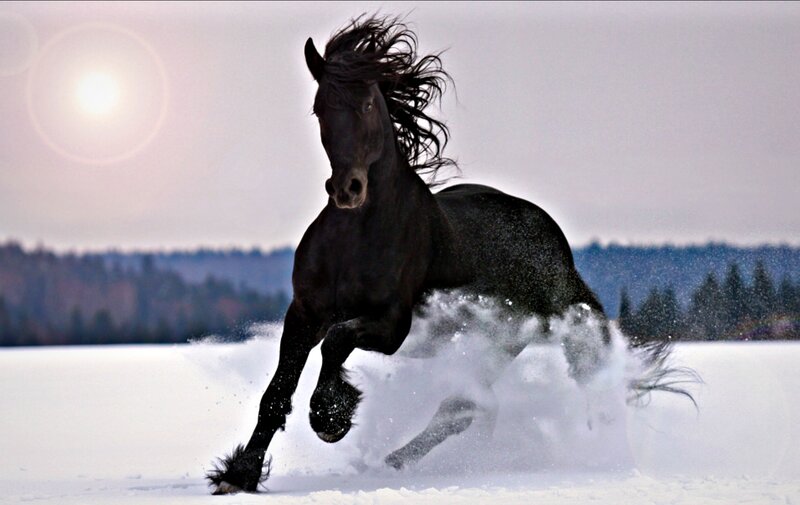 Black Horse Running — Dynamic, Winter, Photograph, Snow, Sun