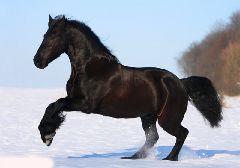 Black Horse Running — Dynamic, Winter, Photograph, Snow