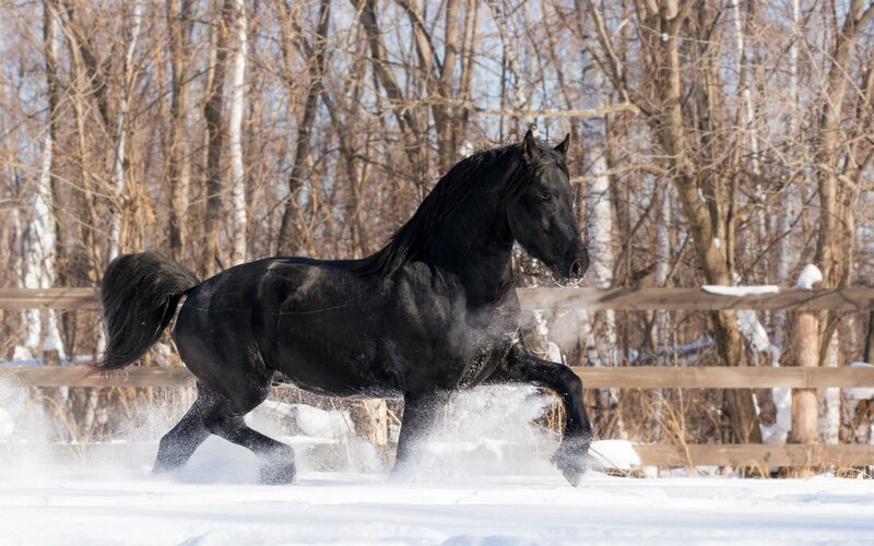 Black Horse Running — Dynamic, Winter, Photograph, Snow, Trees, Fence