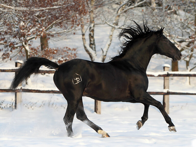 Black Horse Running — Dynamic, Winter, Photograph, Snow, Trees