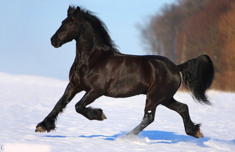 Black Horse Running — Dynamic, Winter, Photograph