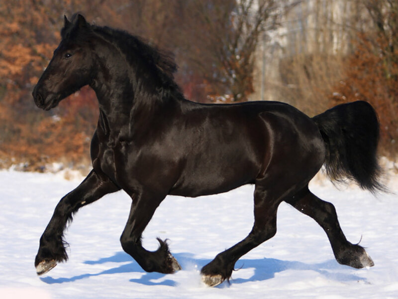 Black Horse Running — Dynamic, Winter