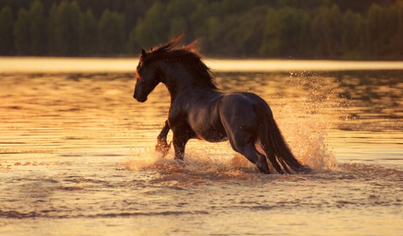 Black Horse Running — Gold