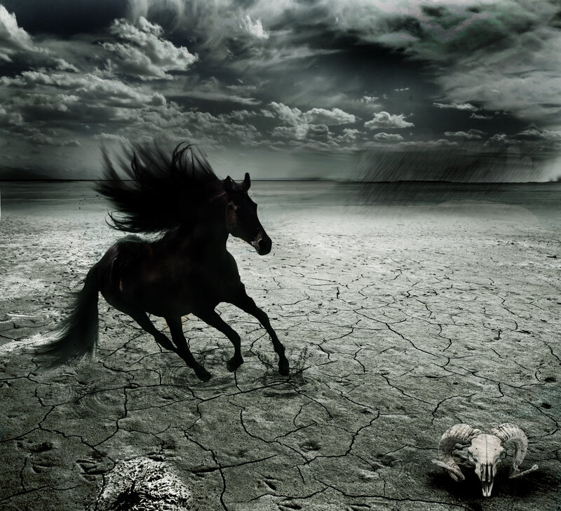 Black Horse Running — Gray, Dramatic, Digital Art