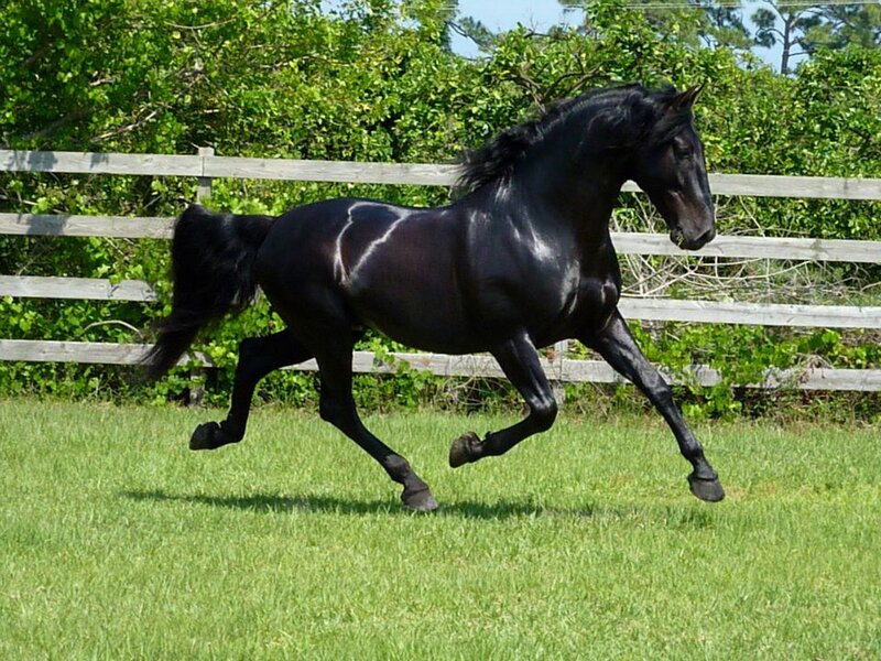 Black Horse Running — Green, Active, Afternoon, Photograph, Fence