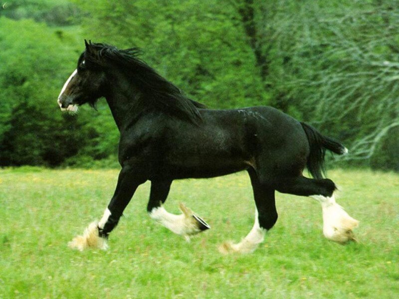 Black Horse Running — Green, Active, Afternoon, Photograph, Grass Field, Trees