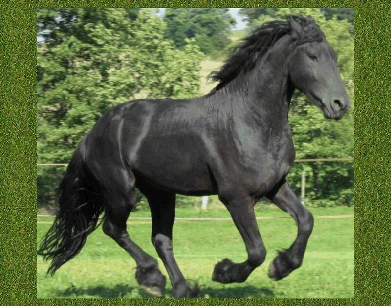 Black Horse Running — Green, Active, Afternoon, Photograph, Grass, Trees, Fence