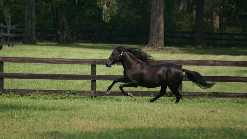 Black Horse Running — Green, Active, Afternoon, Photograph