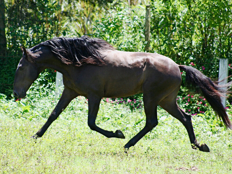 Black Horse Running — Green, Active, Afternoon