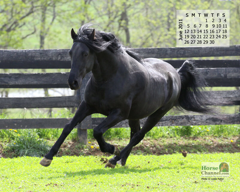 Black Horse Running — Green, Active, Spring