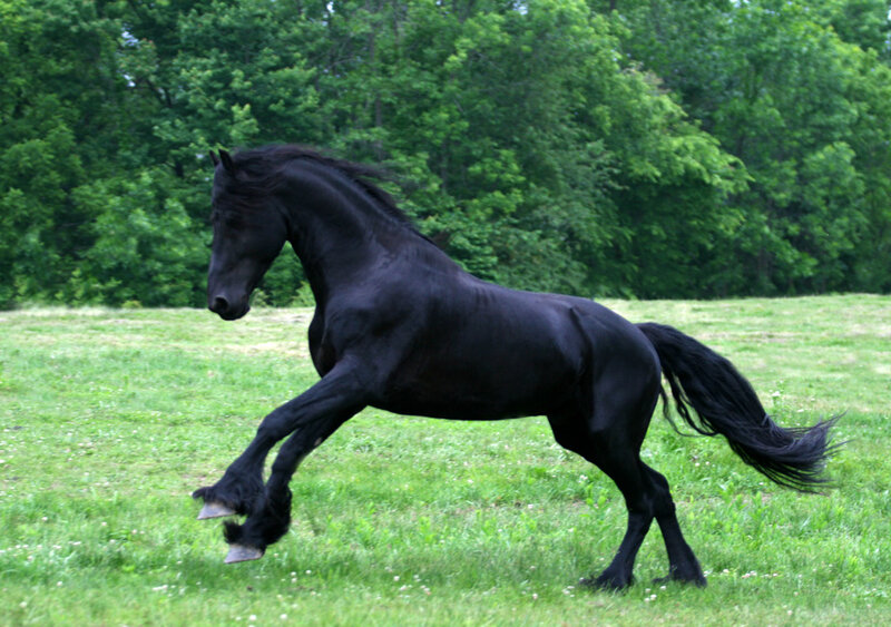 Black Horse Running — Green, Active