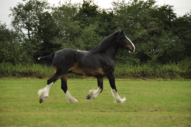 Black Horse Running — Green, Calm, Afternoon, Photograph, Field