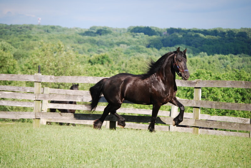 Black Horse Running — Green, Calm, Afternoon