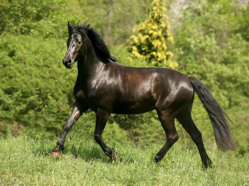 Black Horse Running — Green, Calm, Summer