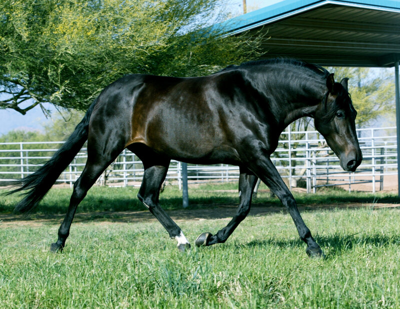 Black Horse Running — Green, Calm