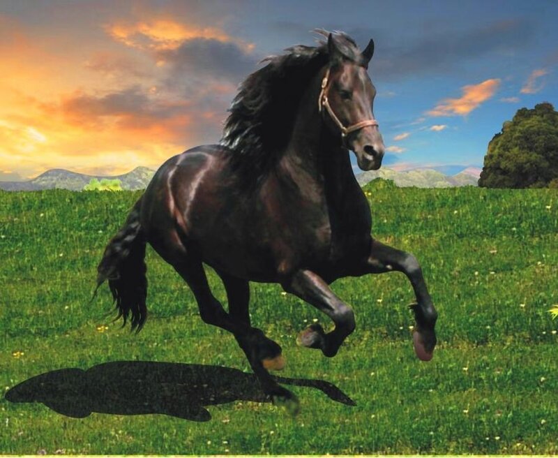 Black Horse Running — Green, Dramatic, Sunset