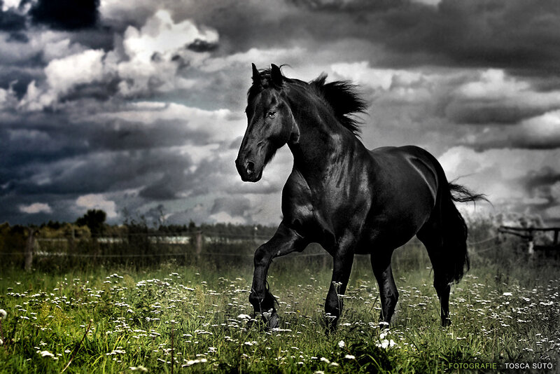 Black Horse Running — Green, Dramatic
