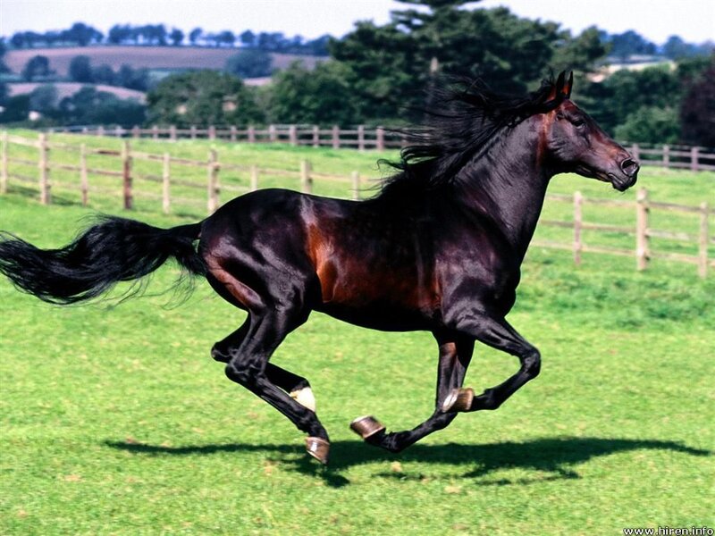 Black Horse Running — Green, Dynamic, Afternoon, Photograph, Fence