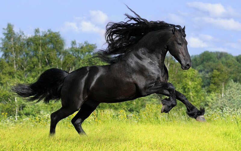 Black Horse Running — Green, Dynamic, Afternoon, Photograph, Field, Trees, Sky