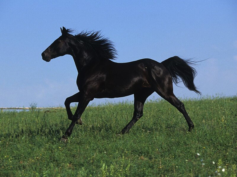 Black Horse Running — Green, Dynamic, Afternoon, Photograph, Grass Field, Blue Sky