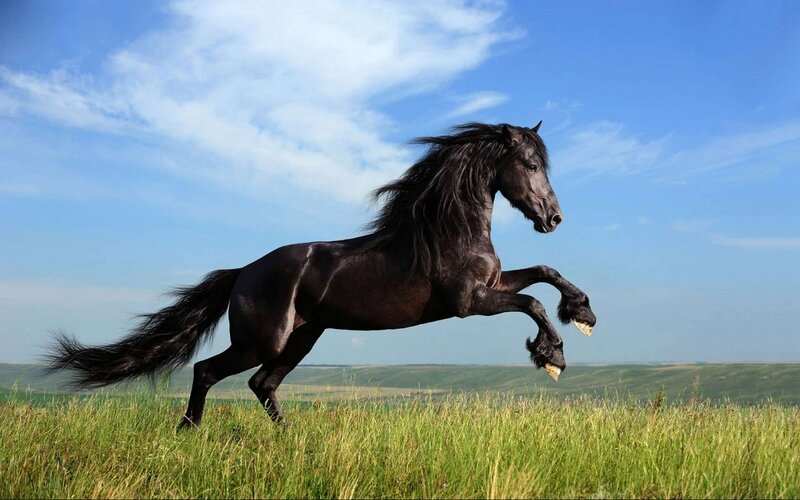 Black Horse Running — Green, Dynamic, Afternoon, Photograph, Grass Field, Sky, Clouds