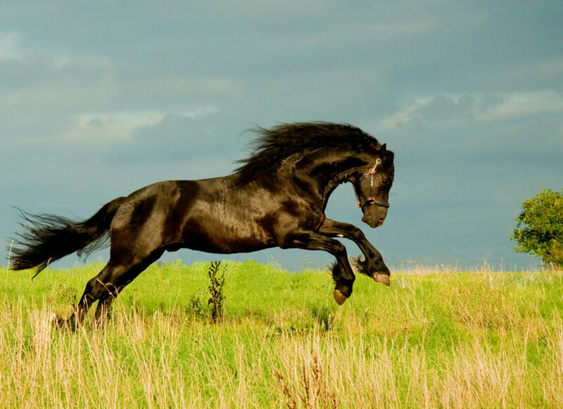 Black Horse Running — Green, Dynamic, Afternoon, Photograph, Grass Field, Sky