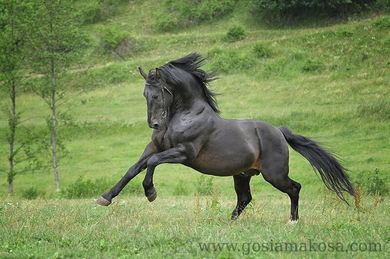 Black Horse Running — Green, Dynamic, Afternoon, Photograph, Grass Field, Trees, Sky
