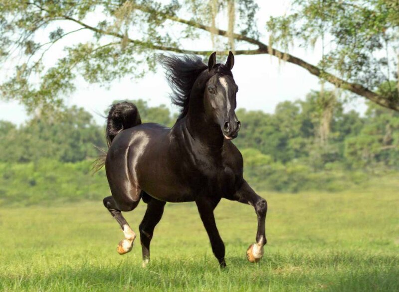 Black Horse Running — Green, Dynamic, Afternoon, Photograph, Grass Field, Trees