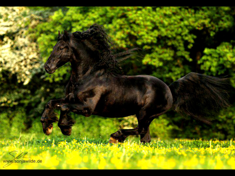 Black Horse Running — Green, Dynamic, Afternoon, Photograph, Grass, Flowers