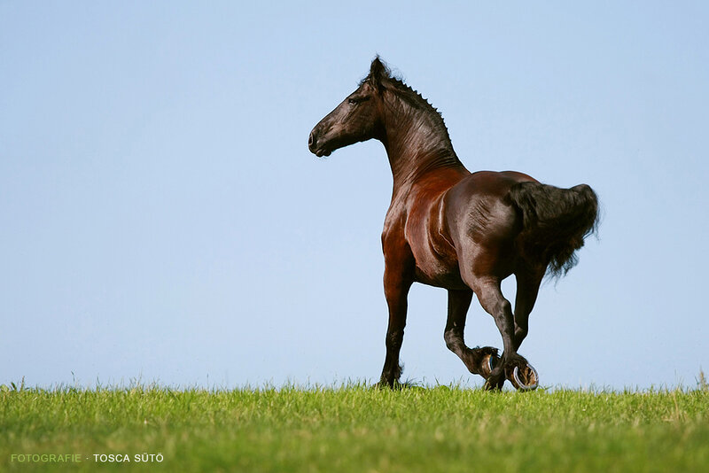 Black Horse Running — Green, Dynamic, Afternoon, Photograph, Grass, Sky