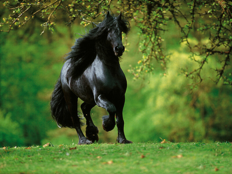 Black Horse Running — Green, Dynamic, Afternoon, Photograph, Grass, Tree