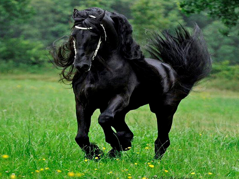 Black Horse Running — Green, Dynamic, Afternoon, Photograph, Grass, Trees, Flowers