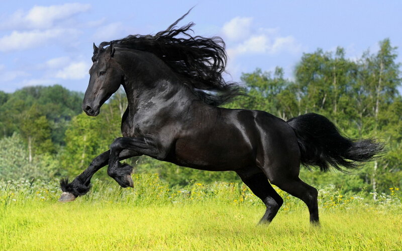 Black Horse Running — Green, Dynamic, Afternoon, Photograph