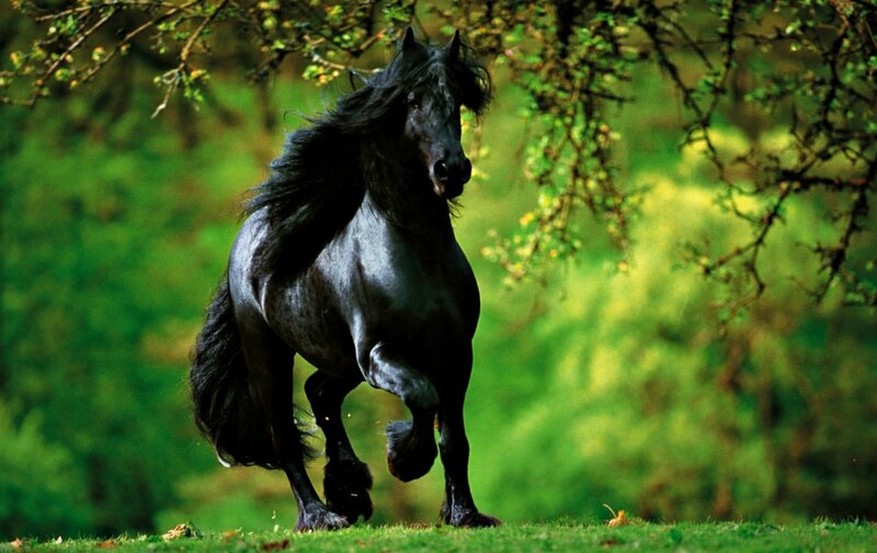 Black Horse Running — Green, Dynamic, Afternoon, Photograph, Tree